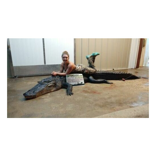  Wild American Alligator leather Business card Wallet Skin Gator Hide NM5 image {7}